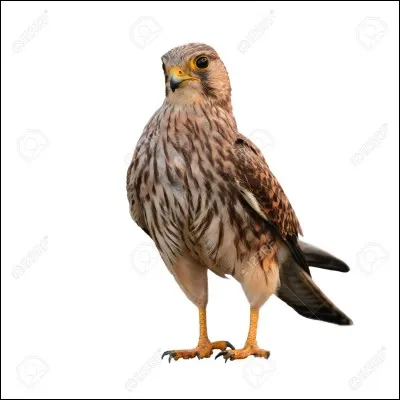 Les faucons crécerelles vivent en France.