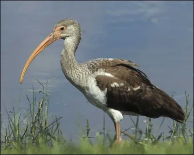 L'ibis est un oiseau qui a donné le nom à une chaîne d'hôtels.