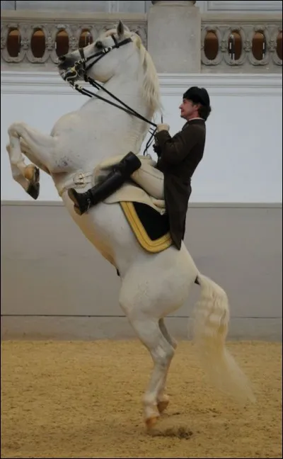 Quelle est cette figure ?