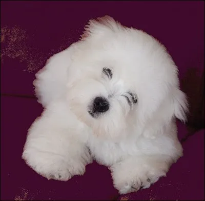 Le coton de Tuléar porte des...