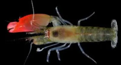 Dotée d'une énorme pince, capable de tuer instantanément sa proie, cette crevette, découverte récemment, porte le nom d'un célèbre groupe anglais !