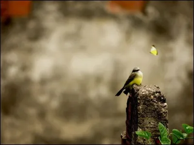 Les effectifs du moineau domestique baissent peu à peu dans nos régions, mais ...