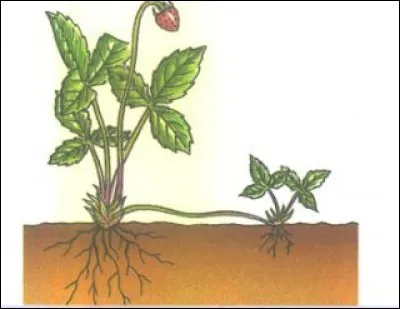 Angiospermes : comment s'appelle ce type de racine ?