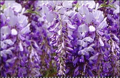 Angiospermes : comment s'appelle cette inflorescence ?