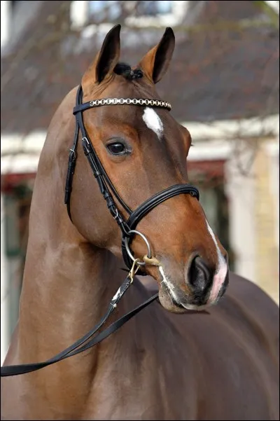 Quel est le cheval en vente à Steve ?