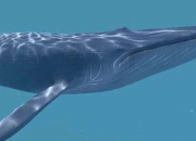 Quiz La baleine bleue