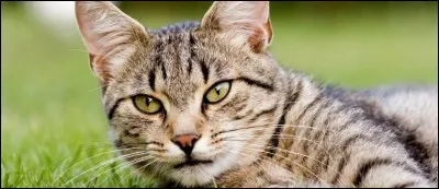 Quel est ton animal préféré ?