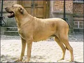 Dans quel groupe est le berger allemand?