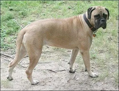 Dans quel groupe est le Barbet ?