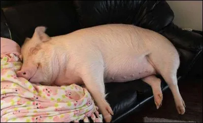 Qui a écrit : "C'est pour la plupart des hommes un exemple décourageant que la sérénité d'un cochon" ?