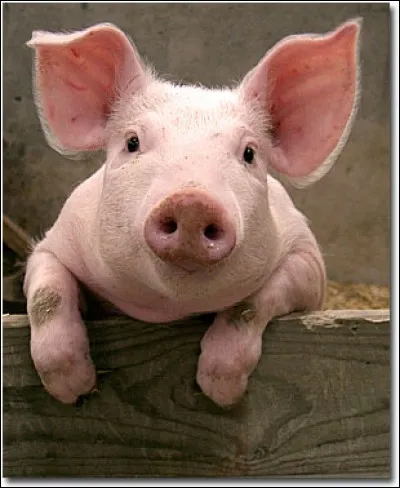 Qui a dit : "Alors que le chien lève le regard vers vous et que le chat le baisse sur vous, le cochon vous regarde droit dans les yeux et voit un égal" ?