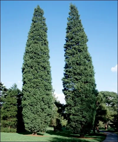 Trouvez l'intrus parmi ces mots.