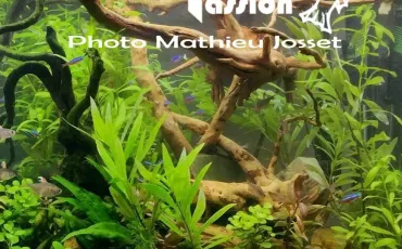 Quiz Aquariophilie