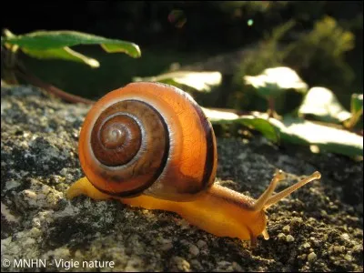 Lequel de ces escargots est mangeur d'escargots ?