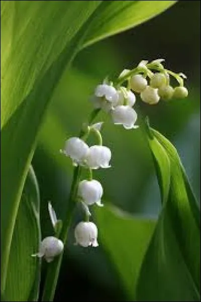 Combien en faut-il pour que cela porte bonheur ?