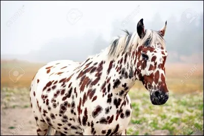 Comment nomme-t-on ce cheval ?