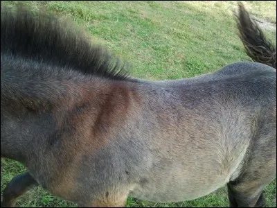 Qu'est-ce qu'un cheval aubère ?