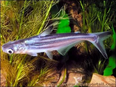Le Pangasius (Pangasianodon hypophthalmus) est un poisson à l'allure de requin. Combien de litres sont nécessaires pour sa maintenance ?