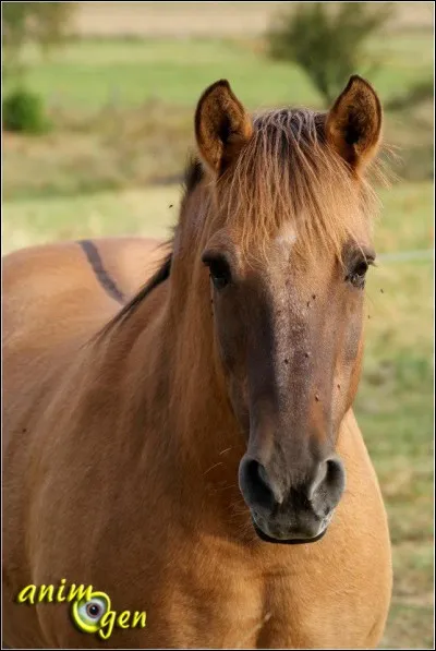 Ce cheval est...