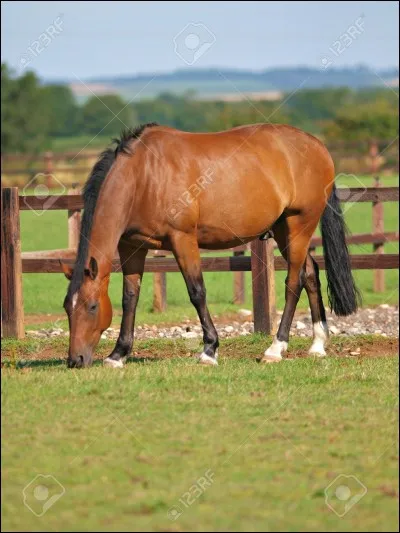 Ce cheval est...
