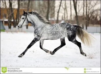 Un de mes préférés ! Ce cheval est...