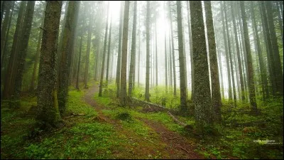 Nous allons en for_t ramasser des champignons.