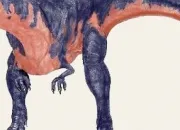 Quiz Identification de dinosaures (partie 2 ''les sauropodes'')