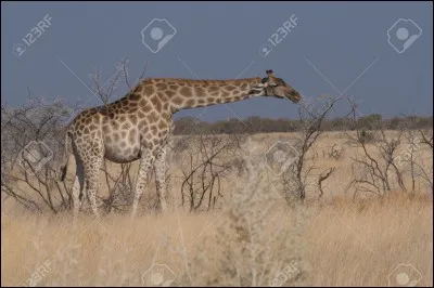Combien de temps le bébé de la girafe reste-t-il dans le ventre de sa mère ?