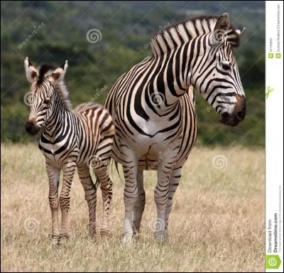 Comment s'appelle le petit du zèbre ?