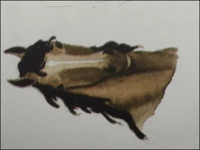 Indiquez la signification du placement des oreilles et l'attitude de cavalier.