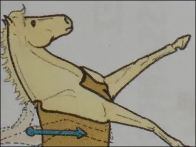 Quel est le nom de cette partie du cheval ?