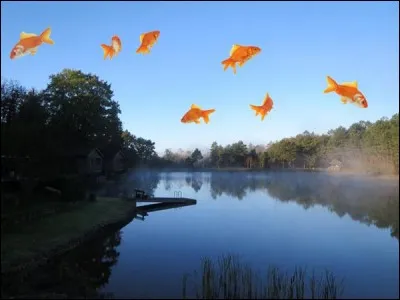 Les poissons volants existent.
