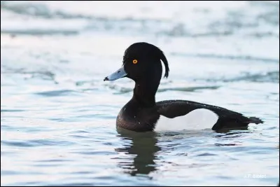 Canard plongeur, je nage dans les profondeurs pour chercher ma pitance, mais je suis maladroit en vol. Mon aigrette vous permettra de m'identifier parmi ceux de mon espèces.
