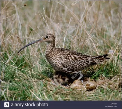 J'ai un vol lent, je suis le plus grand des limicoles du Nord de France. Mon bec recourbé vous aidera dans l'identification.
