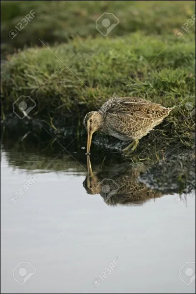 Je suis sourde, parfois on me marche dessus, mais mon vol rapide disperse rapidement les chasseurs qui hurlent de rage.