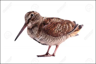 Surnommée la "Mordorée", je suis le rêve de tout chasseur au chien d'arrêt, mais parfois je disparais derrière un arbre, au grand désarroi de ce dernier.