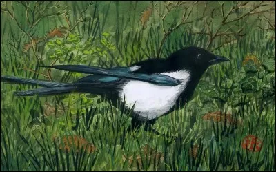 Je suis très loquace, et je suis réputé/e pour mes couleurs vives.