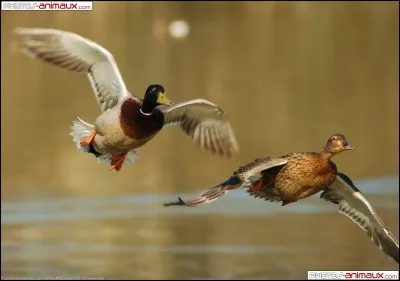 Très connu, je suis dans toute la France et je fais l'objet de beaucoup d'élevages et d'hybridations.