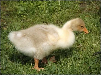Je suis très méchant quand on approche de ma couvée, et peux renvoyer un chien la queue entre les jambes.