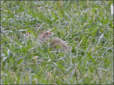 Mon nombre est en chute libre, mais malgré cela je suis toujours l'emblème de la Fédération de chasse de mon département (62).
