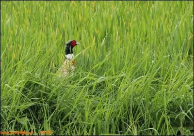 Je cours très vite, malgré ma taille je passe facilement inaperçu dans un champ de betteraves ; seule ma tête peut me trahir.