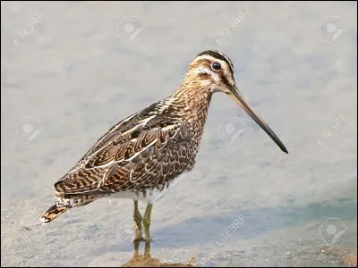 Même si je peux être sourde, venir des marais ou encore être double, je suis très difficile à voir.