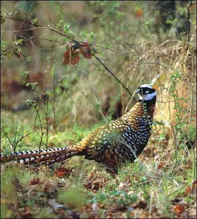 Plus ma queue est longue, moins il faut me provoquer. Mais je suis très beau quand on m'observe dans le sous-bois qu'est mon habitat.