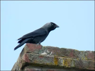 Grégaire, on annonce la disparition de Londres si je déserte cette dernière. Noir comme la suie, je niche dans les cheminées des maisons abandonnées.