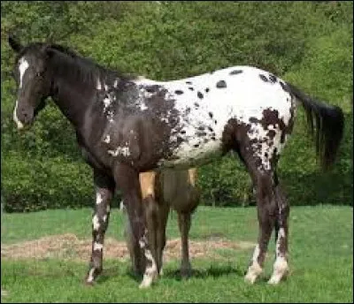 Quelle est cette robe ?