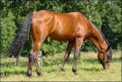 Quelle est cette robe ?