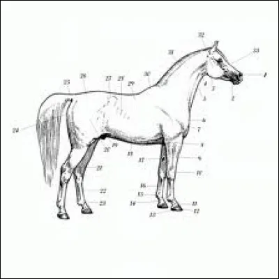 Quel est le numéro 31 ?