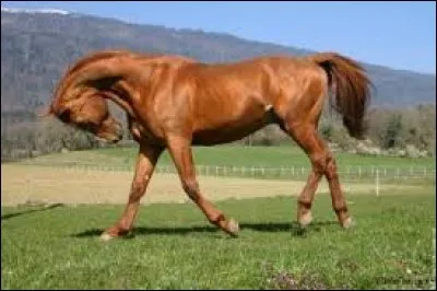 Quelle est cette robe ?