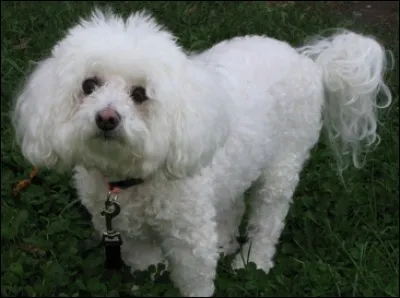 Quelle est cette race ?