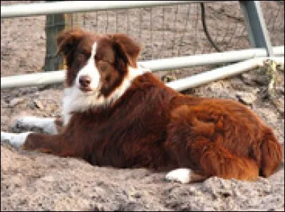 Quelle est cette race ?